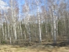 birkenimg_4120.jpg