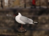 dsc_0117-small.jpg